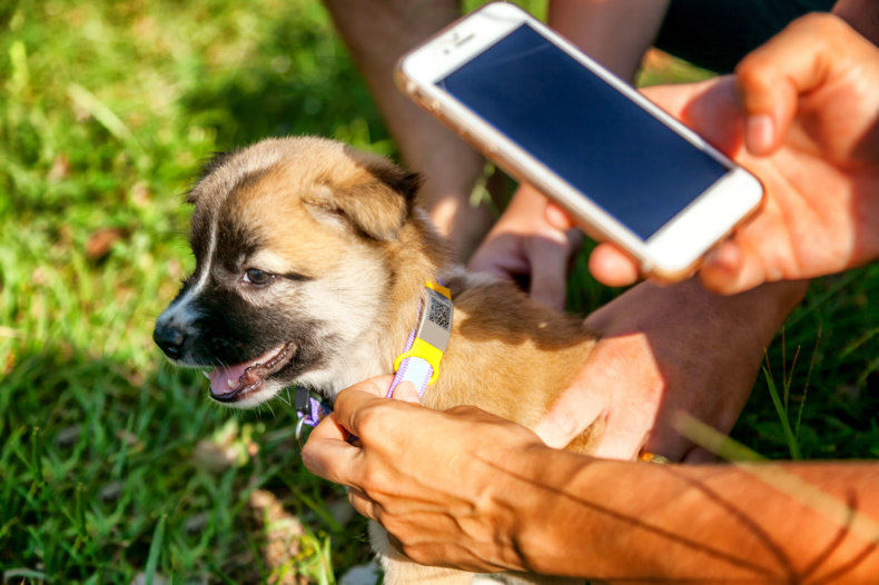 Pets innovations: Innovación en el sector de las mascotas - Pets innovations: Innovación en el sector de las mascotas -